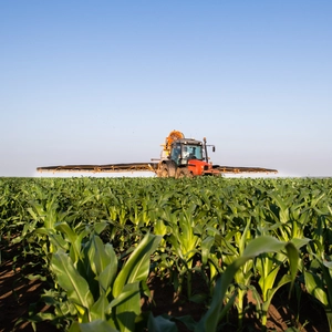 Belógó szárak: A kukorica terméshozamának titkos fegyvere!
